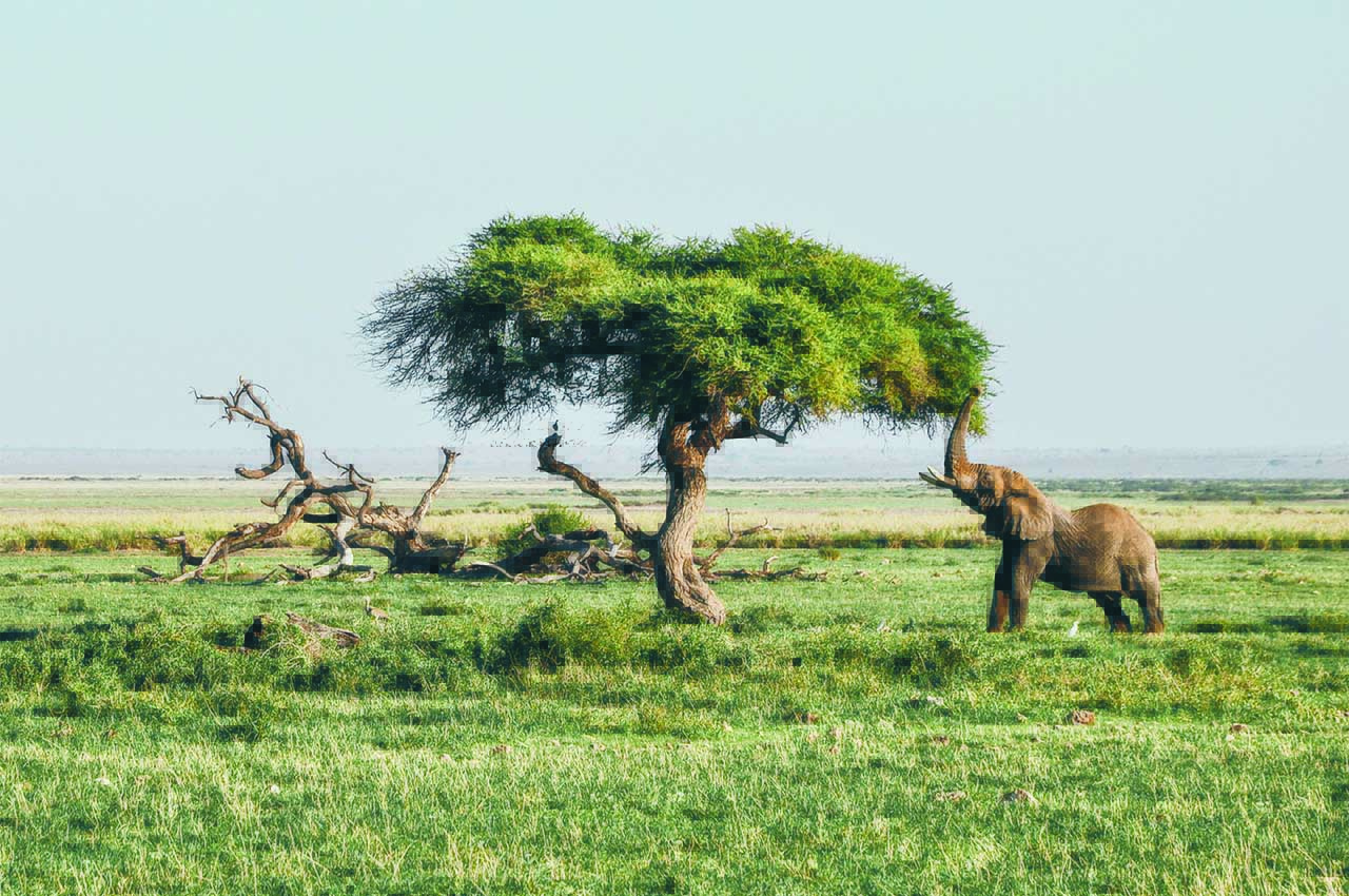 Elephant Safaris Tanzania