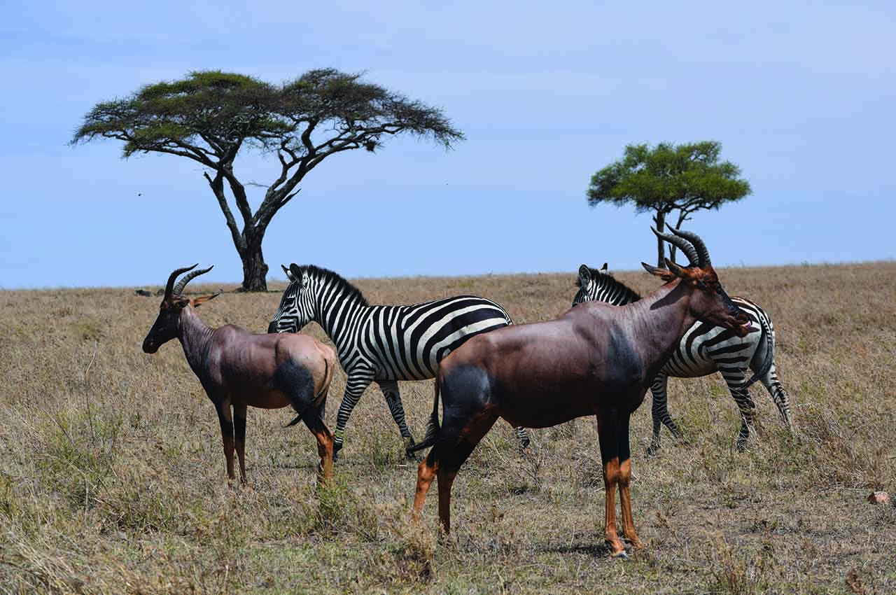 Wedding Safaris