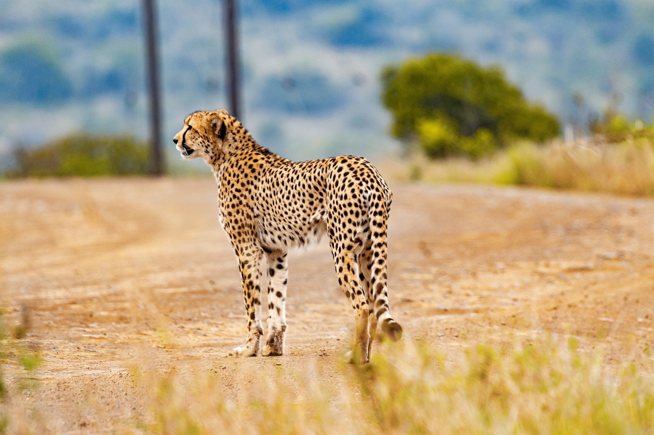 cheetah-5689870_1280