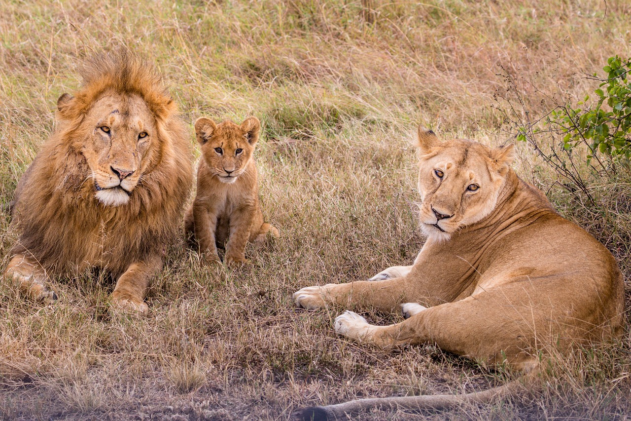 lions-5797082_1280