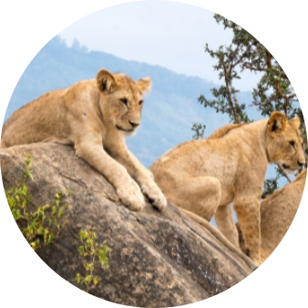 Kenya Safari Experience 14 Screenshot 2025 05 18 213214 modified