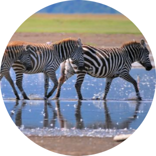 Kenya Safari Experience 15 Screenshot 2025 05 18 214439 modified