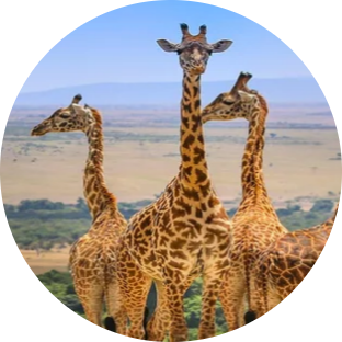 Kenya Safari Experience 16 Screenshot 2025 05 19 172025 modified