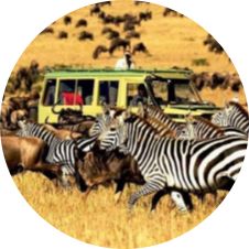 7Days Tanzania Safari 17 Screenshot 2025 05 21 080543 modified