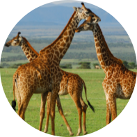 7Days Tanzania Safari 18 Screenshot 2025 05 21 081031 modified
