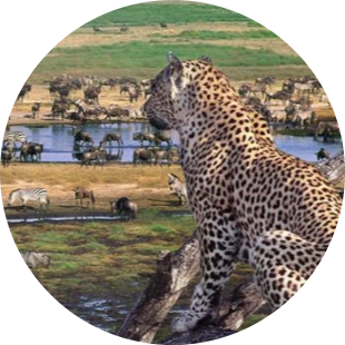 7Days Tanzania Safari 19 Screenshot 2025 05 21 081402 modified