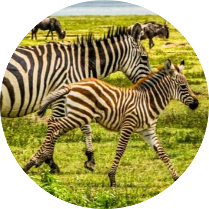 Bush To Beach 11 Days Tanzania Safari 27 Screenshot 2025 05 22 214549 modified