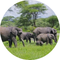 10 DAYS TANZANIA SAFARI EXPERIENCE 22 Screenshot 2025 05 23 133932 modified