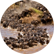 10 DAYS TANZANIA SAFARI EXPERIENCE 23 Screenshot 2025 05 23 134336 modified 1