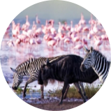 10 DAYS TANZANIA SAFARI EXPERIENCE 25 Screenshot 2025 05 23 140549 modified