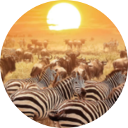 10 DAYS TANZANIA SAFARI EXPERIENCE 26 Screenshot 2025 05 23 140748 modified