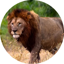 10 DAYS TANZANIA SAFARI EXPERIENCE 27 Screenshot 2025 05 23 141004 modified