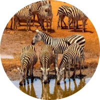 6 Days in Kenya Lifetime Experience 13 Screenshot 2025 05 25 102331 modified