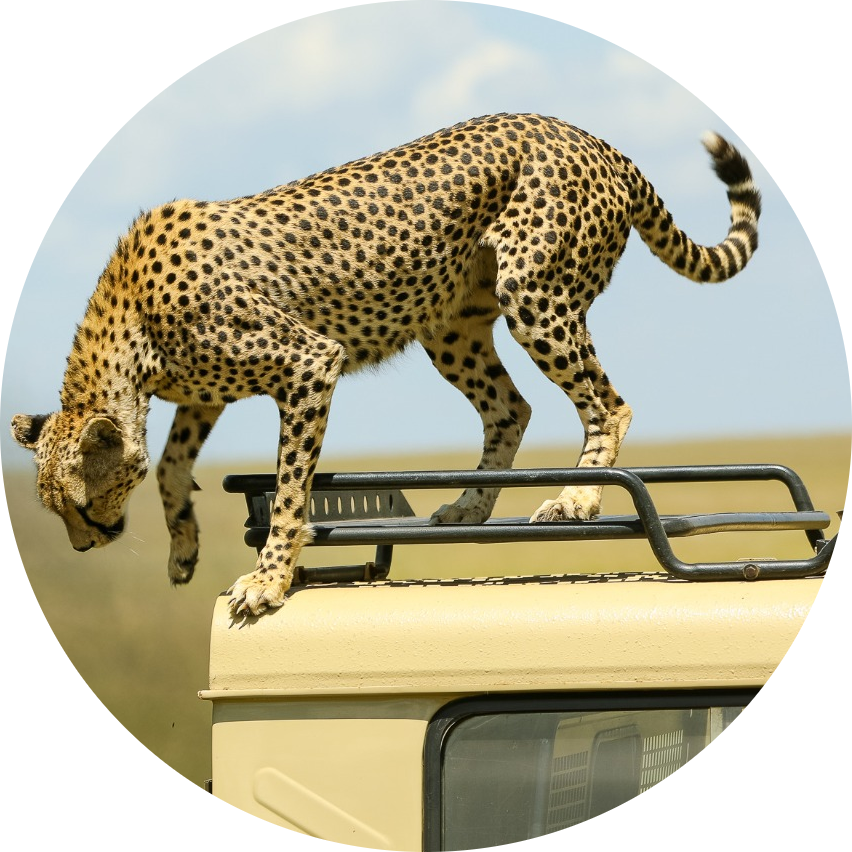 Kenya Safari Experience 18 WhatsApp Image 2025 05 16 at 17.38.12 2ba88c9c modified