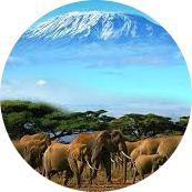 Kenya Safari Experience 13 images modified