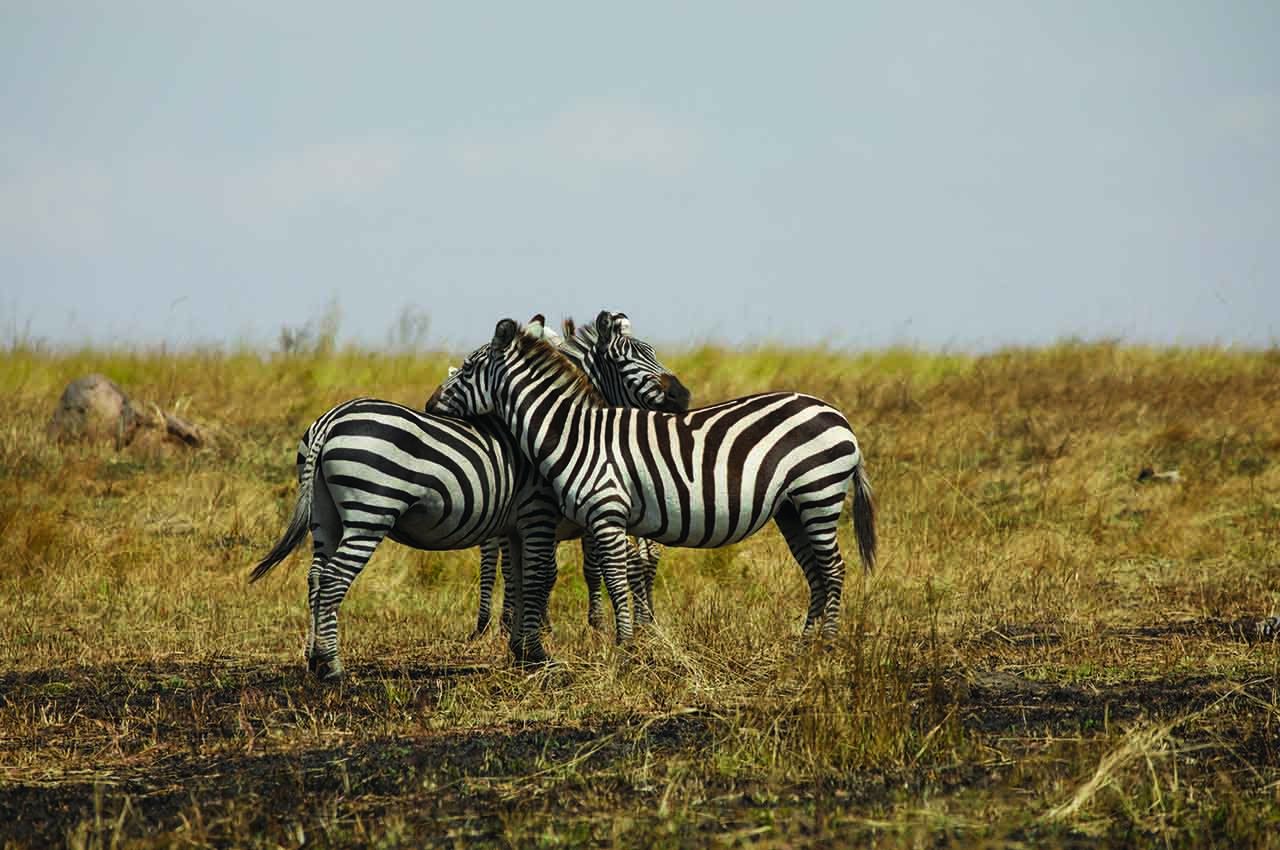 Arusha Np