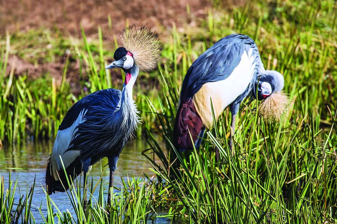 Tanzania Bird Watching safari